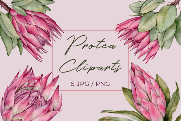 Pink Watercolor Protea Flower Cliparts