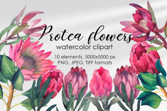 Protea Flowers Clipart: Watercolor Art for Design